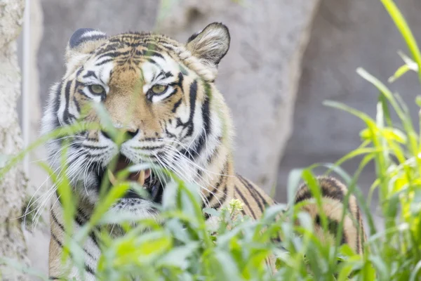 Tiger hechelt und öffnet das Maul — Stockfoto