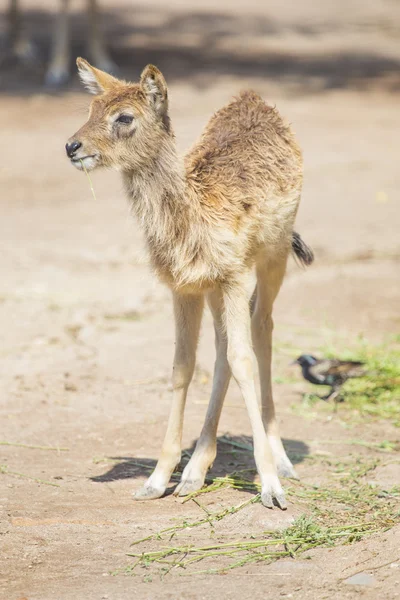 Kalf van waterbok staande — Stockfoto