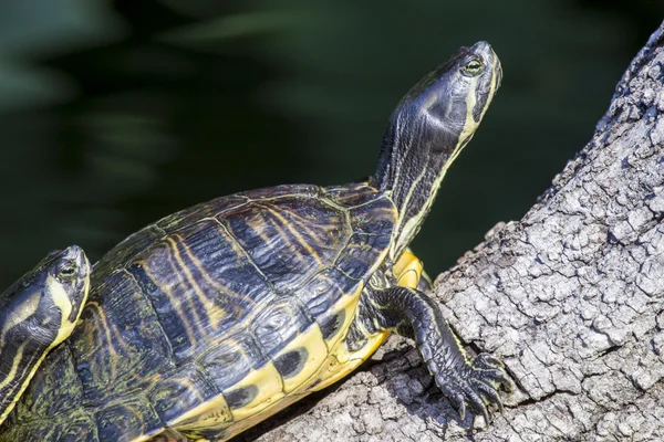 Estanque tortuga deslizante descansando — Foto de Stock