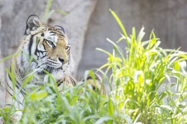 Tigris a fűben — Stock Fotó