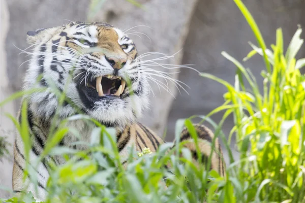 Tiger zeigt Zähne mit geschlossenem Mund — Stockfoto