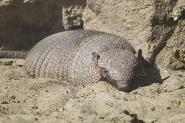 Grande armadillo peloso riposo — Foto Stock