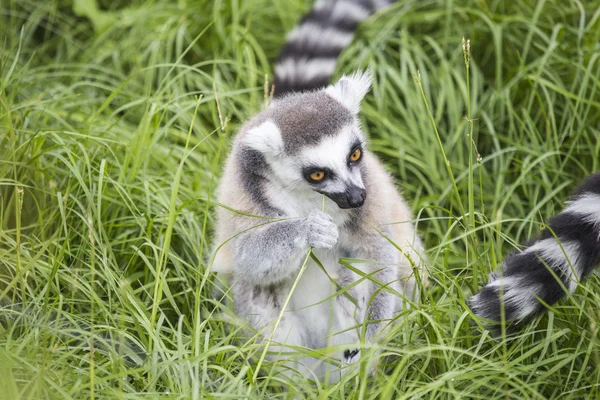 Yemek ring-tailed Maki — Stok fotoğraf