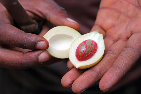 Fresh nutmeg fruit on the hand of a man — Stock Photo, Image