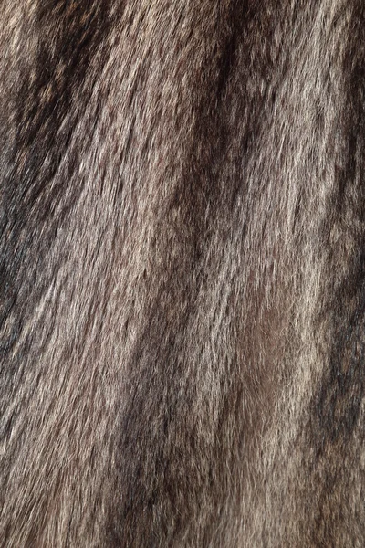 Marmot fur texture or background — Stock Photo, Image