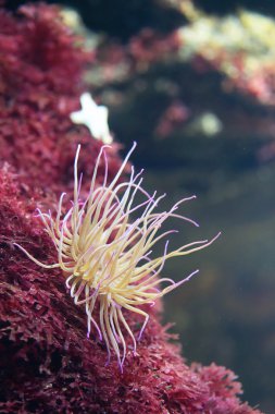 Deniz anemone bir resif üzerinde