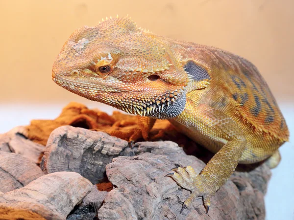 Bearded dragon ödla — Stockfoto