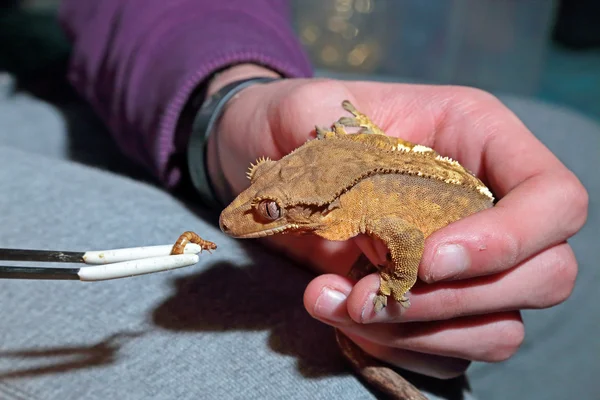 Alimentação de gecko de crista cativa — Fotografia de Stock