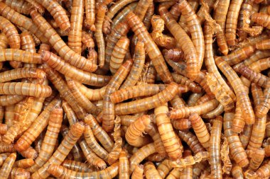 Closeup of a scatter of living mealworm clipart