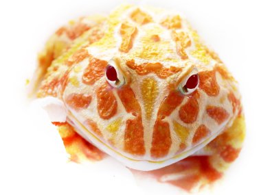 Parlak zemin üzerine süslü boynuzlu kurbağa