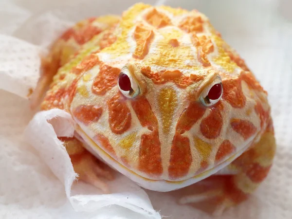 Grenouille cornée décorée, connue sous le nom de grenouille pacman — Photo