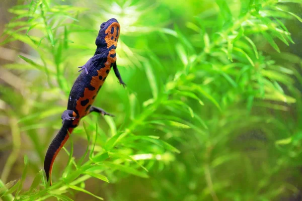 Chinese fire belly newt — Stock Photo, Image