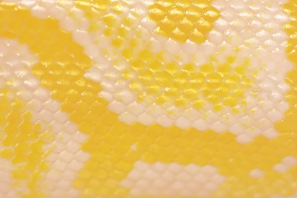 Scales of a golden python — Stock Photo, Image