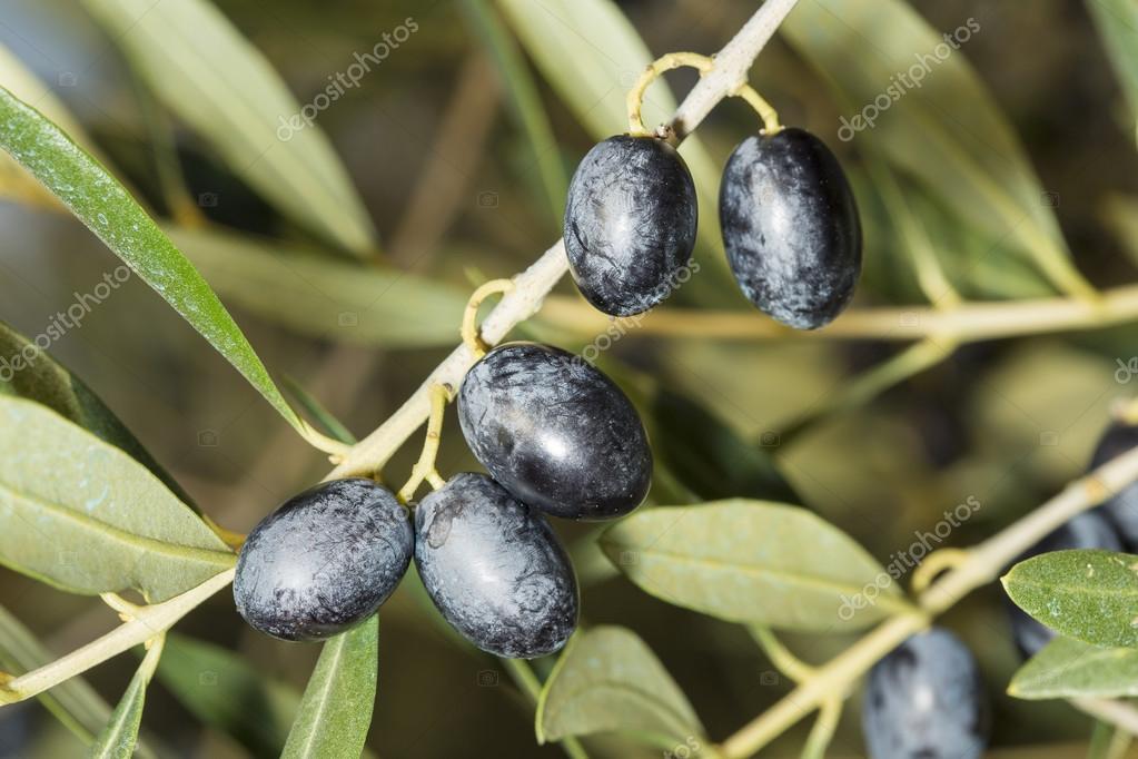 μαύροι και ώριμοι
