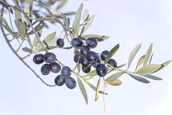 Сприг зі зрілими чорними оливками — стокове фото
