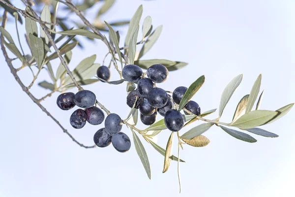 Olgun Siyah Zeytin ile fışkın — Stok fotoğraf