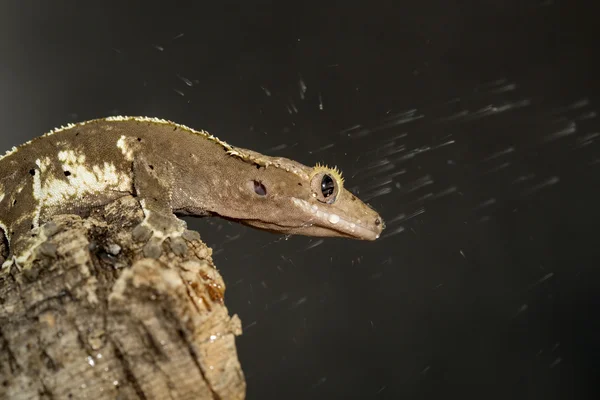 New Caledonian crested geckos under the water — Stock Photo, Image