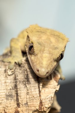 Yeni Kaledonya çehresini gecko tepeli