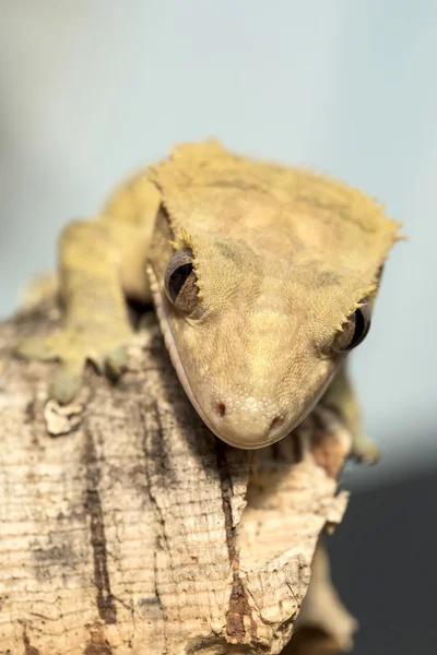 Gesicht eines neuen kaledonischen Haubengeckos — Stockfoto