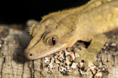 Yeni Kaledonya tepeli gecko dal