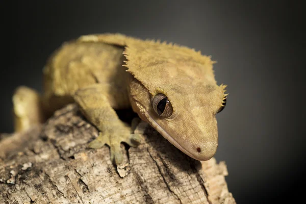 Yeni Kaledonya tepeli gecko bir ağaç gövdesi üzerinde