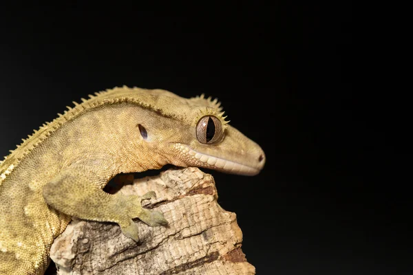 Widok z nowego Caledonian crested gecko — Zdjęcie stockowe