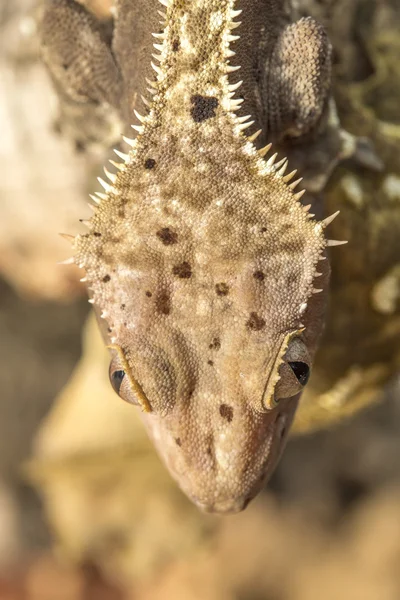 Head of a new Caledonian crested gecko — Stock Photo, Image