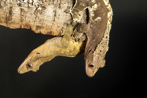 Couple of new Caledonian crested geckos hung on a branch — Stock Photo, Image