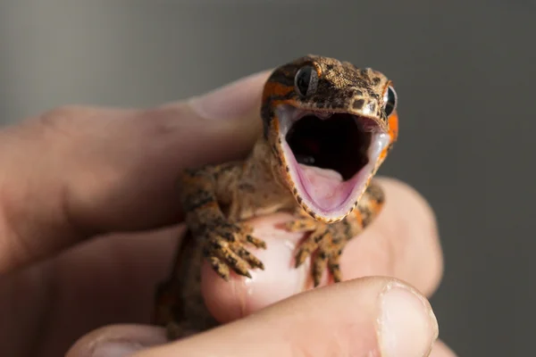 Kırmızı şeritli Yeni Kaledonya inişli çıkışlı gecko açık ağızlı
