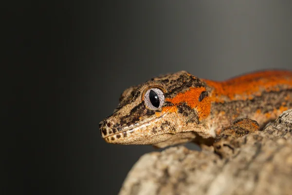 Cabeça de um gecko de gárgula listrado vermelho — Fotografia de Stock