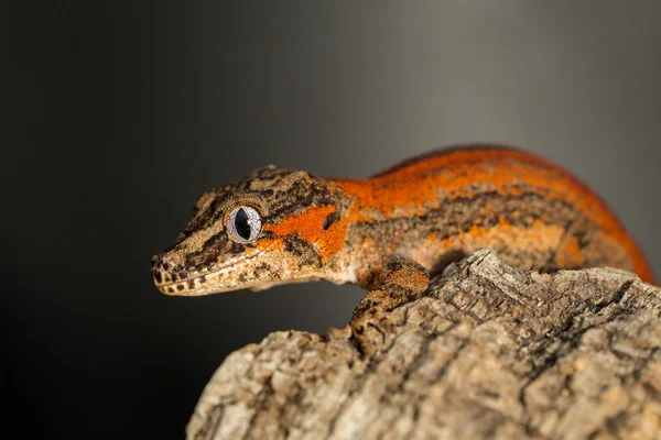 Gecko de gárgula listrado vermelho em um tronco de árvore Fotografia De Stock