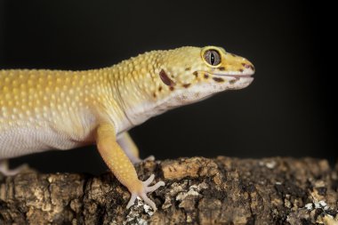 Bir ağaç gövdesi üzerinde bir leopar gecko başkanı
