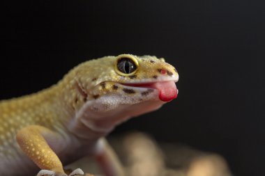 Leopar gecko Dil Gösterilen