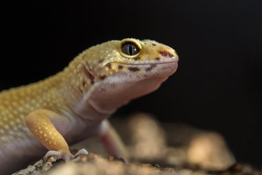 Bir leopar gecko başkanı