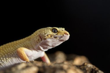 Bir leopar gecko closeup