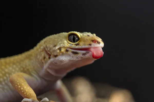 Leopard gecko showing the tongue — Stock Photo, Image