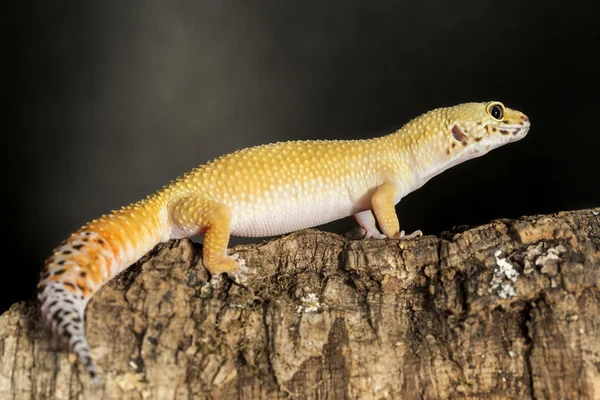 Gecko de leopardo em um tronco de árvore — Fotografia de Stock