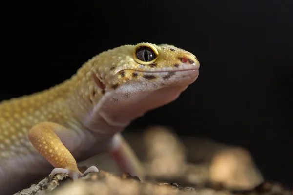 Head of a leopard gecko — Stock Photo, Image