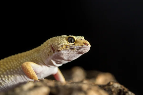 Closeup of a leopard gecko — Stock Photo, Image