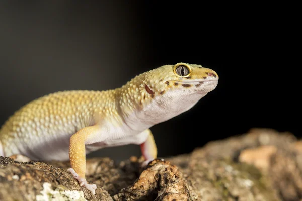 Frontal view a leopard gecko on a branch — Stock Photo, Image