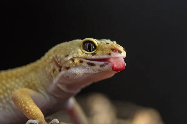 Леопардовый геккон показывает язык Стоковая Картинка