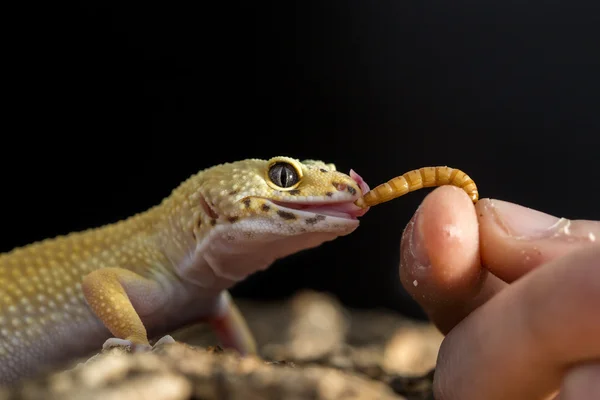 Gecko leopardo comendo uma minhoca da mão Imagens Royalty-Free
