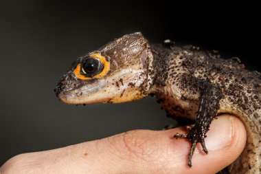 Timsah skink bir parmak bir adamın üzerinde kırmızı gözlü