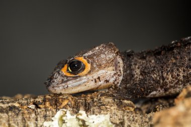 Kırmızı gözlü timsah skink başkanı