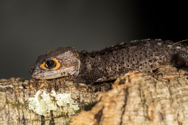 Timsah skink bir ağaç gövdesi üzerinde kırmızı gözlü