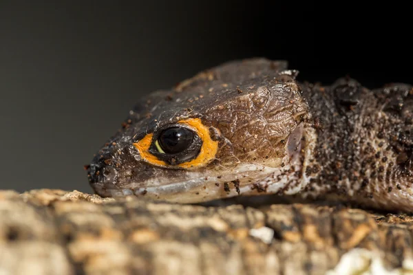 Detalj av huvudet av en röd eyed krokodil skink — Stockfoto