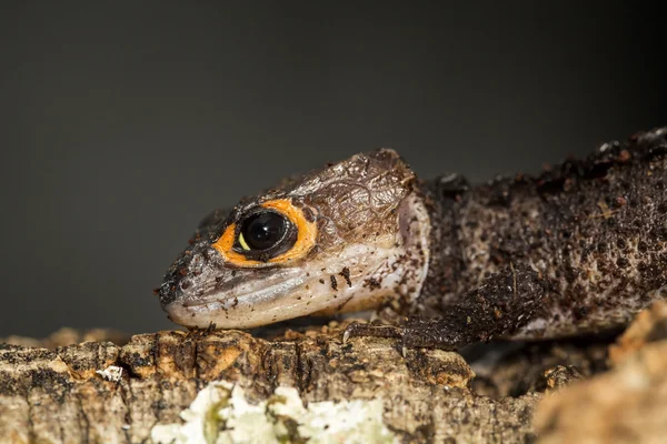 Head of a red eyed crocodile skink — Stock Photo, Image