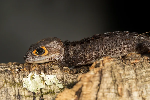 Red eyed crocodile skink on a tree trunk — Stock Photo, Image