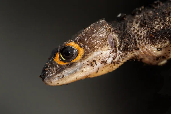 Detal czerwony eyed krokodyl nadrzewny — Zdjęcie stockowe