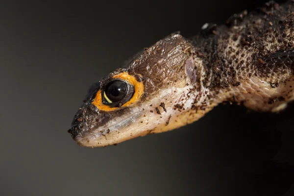 Kırmızı gözlü timsah skink detay — Stok fotoğraf